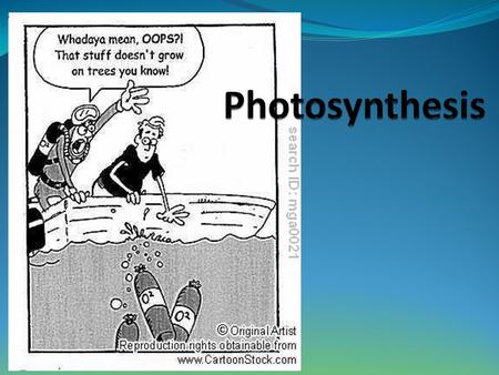 Photosynthesis.