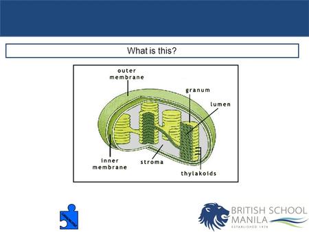 What is this?. Objectives Draw and label the structure of a chloroplast as seen in electron micrographs. Explain the relationship between the structure.