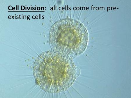 Cell Division: all cells come from pre- existing cells.