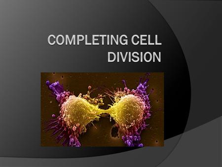 The Cell Cycle Start - - - - G1 - - - - - - - - - - - - - - S - - - - - - - - - - - - - G2 - - - - - - Mitosis.