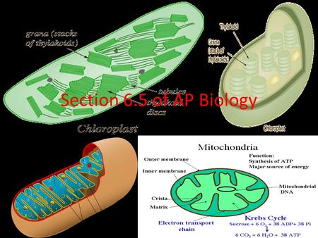 Section 6.5 of AP Biology. These next slides are very important!!