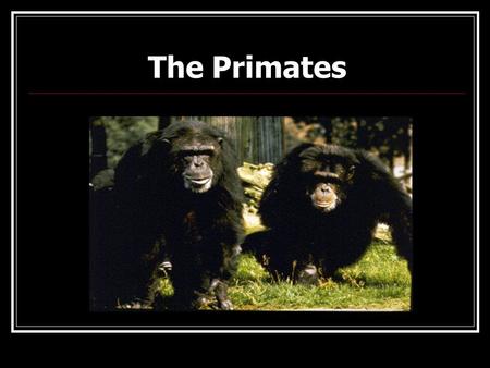 The Primates.