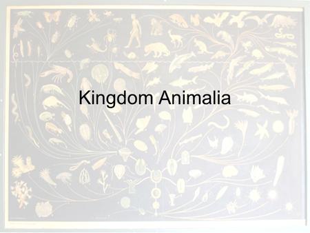 Kingdom Animalia. General characteristics Multicellular –Complex body plans –Diverse forms (invertebrates & vertebrates) Heterotrophic –Herbivores –Carnivores.