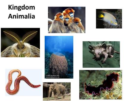 Kingdom Animalia. Animalia Characteristics Multicellular Eukaryotic Heterotrophs No cell walls, structurally supported by collagen Mostly Sexual reproduction.