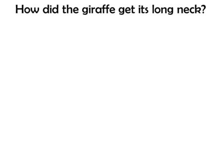 How did the giraffe get its long neck?. More offspring are produced that can possibly survive. BUT populations tend to remain stable AND there are.