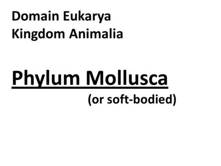 Domain Eukarya Kingdom Animalia Phylum Mollusca (or soft-bodied)