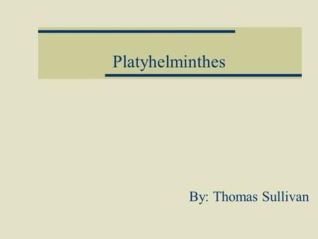 Platyhelminthes By: Thomas Sullivan. Platyhelminthes Flatworms:  Flatworms are only a few millimeters thick.  Flatworms are soft, flat, have tissues.