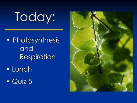 Today: Photosynthesis and Respiration Photosynthesis and Respiration Lunch Lunch Quiz 5 Quiz 5.