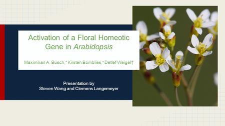 Activation of a Floral Homeotic Gene in Arabidopsis