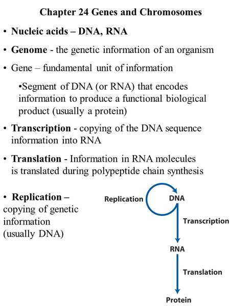 Chapter 24 Genes and Chromosomes