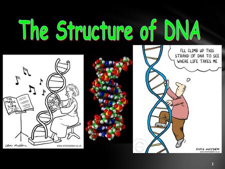 1 2 Who’s Responsible?  Rosalind Franklin took diffraction x-ray photographs of DNA crystals  In the 1950’s, Watson & Crick built the first model of.