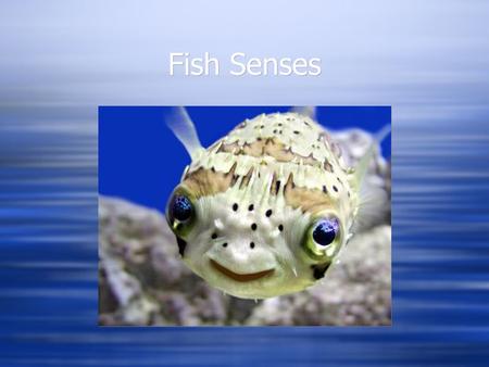 Fish Senses. Vision Eye position  Lateral to forward  Allows vision to side as well as forward  Monocular to side, some degree of binocular to front.