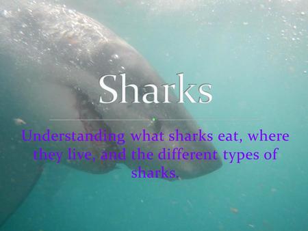 Sharks Understanding what sharks eat, where they live, and the different types of sharks.