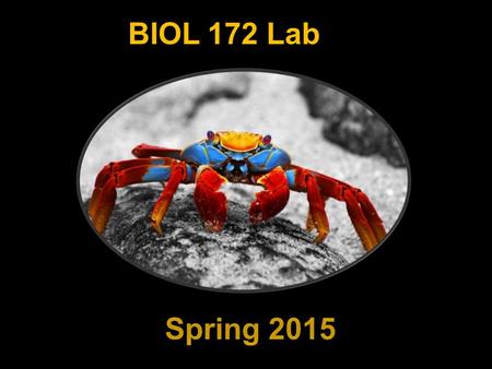 BIOL 172 Lab Spring 2015. Michelle Smith   Instructor: Contact Information: