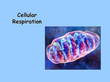 Cellular Respiration.