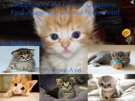 Adaptations and traits of Organisms Final Assessment-Animal Power Point By: Beabe Duncan My animal: A cat.