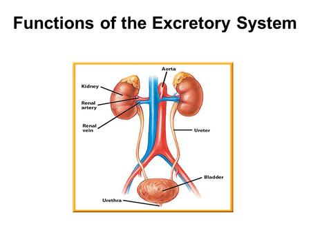 Functions of the Excretory System