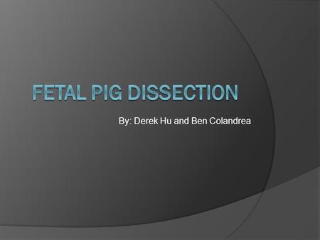 By: Derek Hu and Ben Colandrea. First we tied down the fetal pig with threads to ensure that it was secure and that we could enter the body without fear.