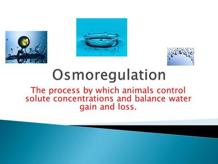 Osmoregulation The process by which animals control solute concentrations and balance water gain and loss.