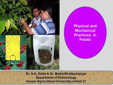 Physical and Mechanical Practices in Potato Dr. S.K. Dutta & Dr. Badal Bhattacharyya Department of Entomology Assam Agricultural University,Jorhat-13.