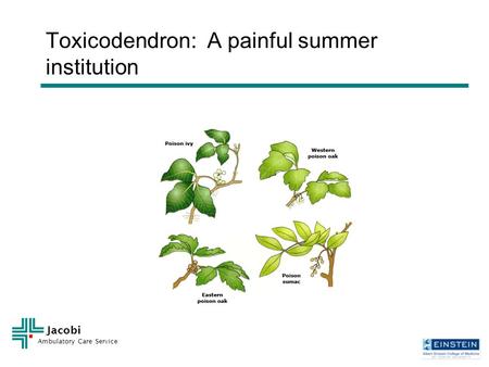 Jacobi Ambulatory Care Service Toxicodendron: A painful summer institution.