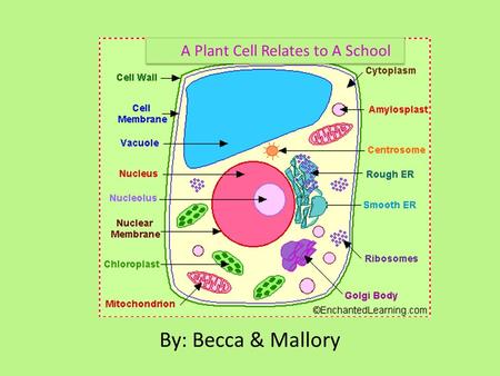 A Plant Cell Relates to A School By: Becca & Mallory.