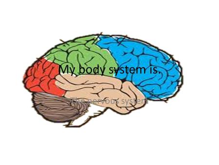 My body system is. The nervous system. How The nervous system work The nervous system. How it works is that nerves in your body that is you get a scratch.