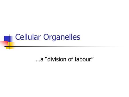 Cellular Organelles …a “division of labour”. Animal Cell.