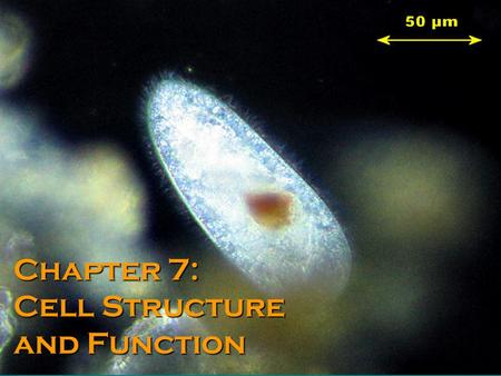 Chapter 7: Cell Structure and Function. 7-1: Life is Cellular The Discovery of the Cell –Robert Hooke coins the term “cell” to describe sections of cork.