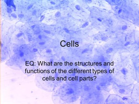 Cells EQ: What are the structures and functions of the different types of cells and cell parts?