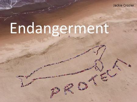 Endangerment Jackie Crozier. Types of Endangerment Pollution Ocean Noise Entanglement Overfishing Ships Strikes Climate Change.