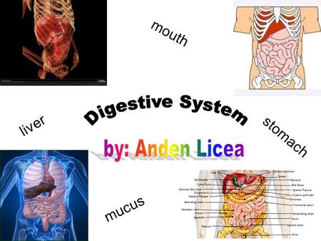 Mouth liver stomach mucus. The cavity lying at the upper end of the alimentary canal, bounded on the outside by the lips and inside by the oropharynx.