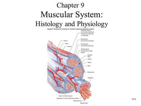 Muscular System: Histology and Physiology