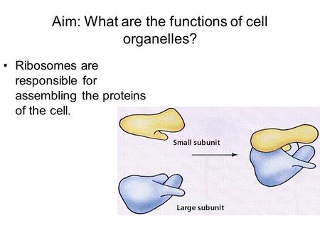 Aim: What are the functions of cell organelles? Ribosomes are responsible for assembling the proteins of the cell.