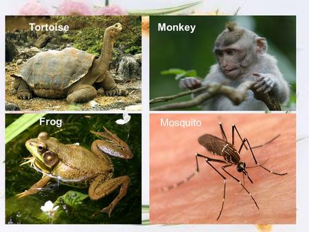 TortoiseMonkey Frog Mosquito. Elephant Parrot Rhinoceros Leopard.