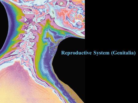 Reproductive System (Genitalia). Not vital, but essential for producing offspring Primary sex organs: testis & ovary make gametes and secrete sex hormone.