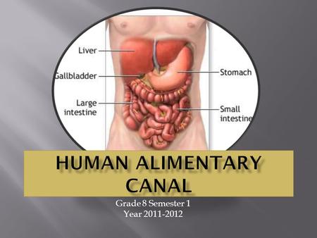 Grade 8 Semester 1 Year 2011-2012. Nutrition There are two parts to Nutrition: 1. Ingestion-process of taking food into the digestive system so that it.