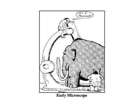 November 29, 2010 – “D” Day Objective: To understand that STRUCTURE directly influences FUNCTION. Do Now: What do you think the flagella (tail) on this.