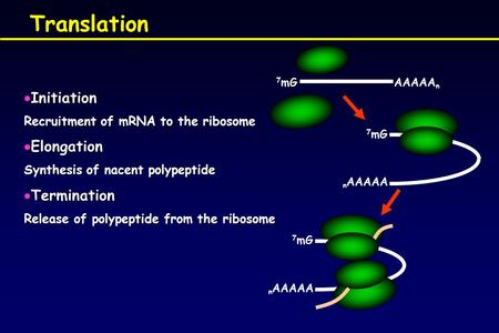 Translation Initiation Elongation Termination