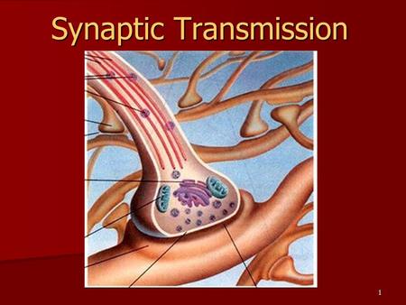 1 Synaptic Transmission. 2 Synaptic contacts Axodendritic – axon to dendrite Axodendritic – axon to dendrite Axosomatic – axon to soma Axosomatic – axon.