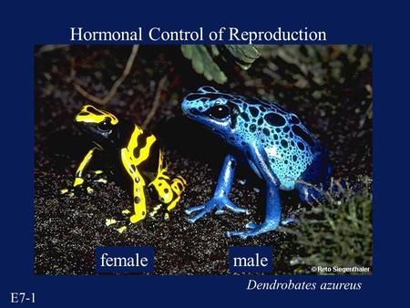 E7-1 Hormonal Control of Reproduction femalemale Dendrobates azureus.