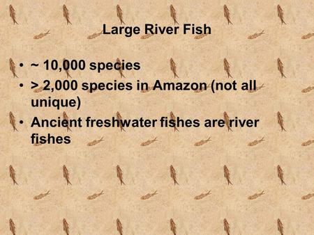 Large River Fish ~ 10,000 species > 2,000 species in Amazon (not all unique) Ancient freshwater fishes are river fishes.