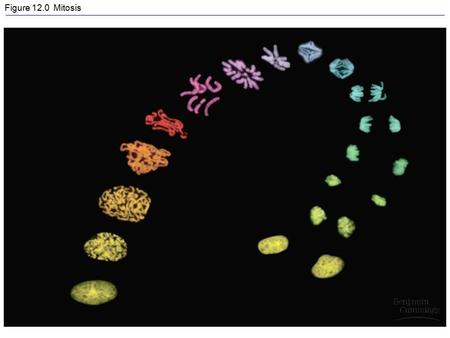 Figure 12.0 Mitosis. Figure 12.1a The functions of cell division: Reproduction.