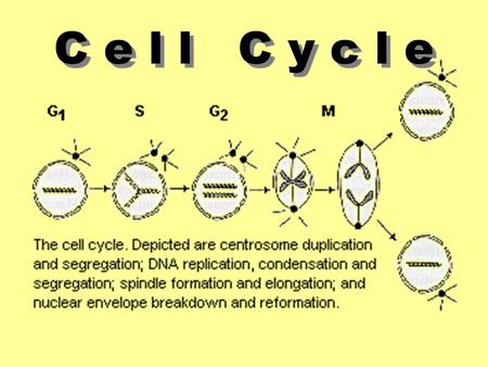 C e l l C y c l e. Cell Size Surface Area (length x width x 6) Volume (length x width x height) Ratio of Surface Area to Volume Ratio of Surface Area.