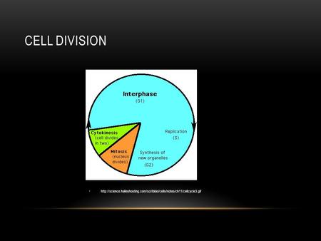 CELL DIVISION