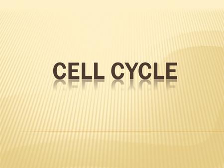 Mitosis is the division of the nucleus into two Cytokinesis is the division of the cell into two.