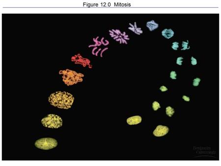 Figure 12.0 Mitosis. Homologous chromosomes Figure 12.4 The cell cycle.