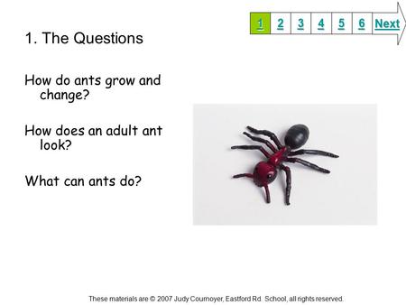 1. The Questions How do ants grow and change? How does an adult ant look? What can ants do? 1111 2222 3333 6666 5555 4444 Next These materials are © 2007.