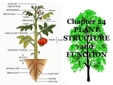 Chapter 24 PLANT STRUCTURE and FUNCTION