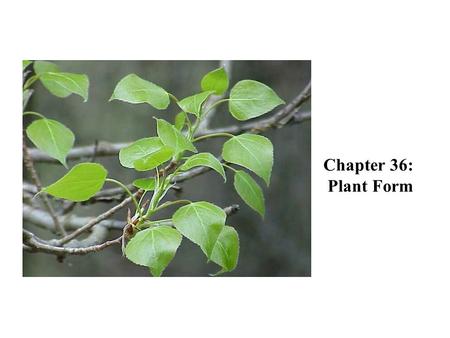 Chapter 36: Plant Form.